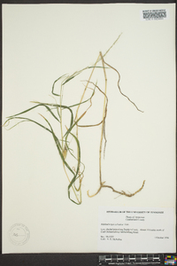 Muhlenbergia sylvatica image