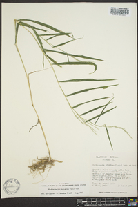 Muhlenbergia sylvatica image