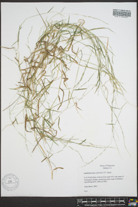 Muhlenbergia schreberi image