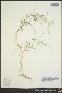 Muhlenbergia schreberi image