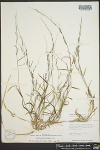 Muhlenbergia schreberi image