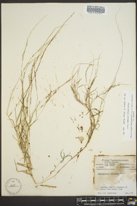 Muhlenbergia schreberi image