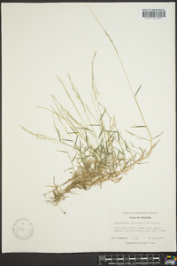 Muhlenbergia schreberi image