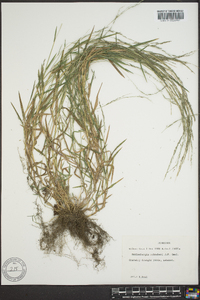 Muhlenbergia schreberi image