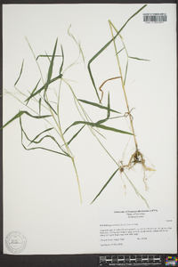 Muhlenbergia sylvatica image