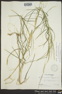 Muhlenbergia sylvatica image