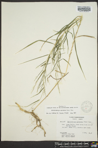 Muhlenbergia sylvatica image