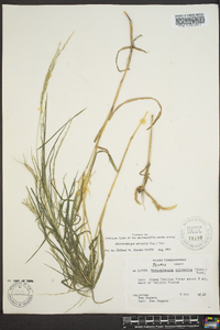 Muhlenbergia sylvatica image