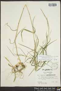 Muhlenbergia sylvatica image