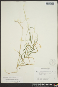 Muhlenbergia sylvatica image