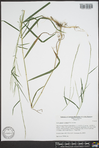 Muhlenbergia sylvatica image