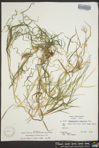 Muhlenbergia sylvatica image