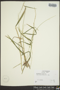 Muhlenbergia tenuiflora image