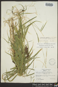 Muhlenbergia tenuiflora image