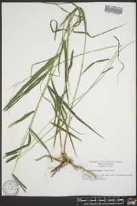 Muhlenbergia tenuiflora image