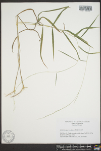 Muhlenbergia tenuiflora image