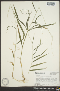 Muhlenbergia tenuiflora image