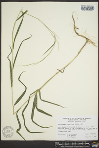 Muhlenbergia tenuiflora image