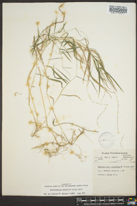 Muhlenbergia tenuiflora image