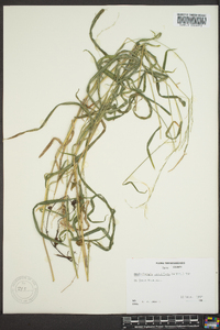 Muhlenbergia tenuiflora image