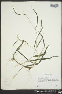 Muhlenbergia tenuiflora image