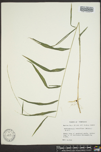 Muhlenbergia tenuiflora image