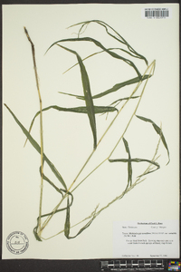 Muhlenbergia tenuiflora image