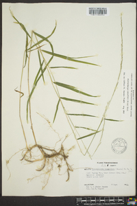 Muhlenbergia tenuiflora image