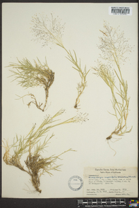 Muhlenbergia asperifolia image