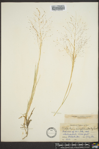 Muhlenbergia asperifolia image