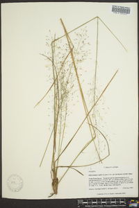 Muhlenbergia capillaris image