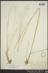 Muhlenbergia capillaris image