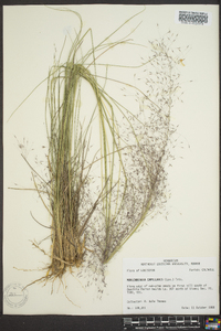 Muhlenbergia capillaris image