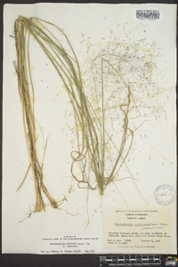 Muhlenbergia capillaris image