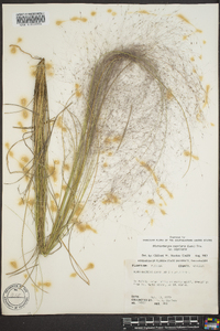 Muhlenbergia capillaris image