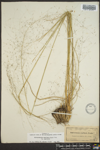 Muhlenbergia capillaris image