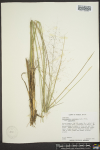 Muhlenbergia capillaris image