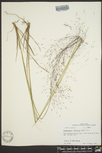 Muhlenbergia capillaris image