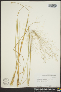 Muhlenbergia capillaris image