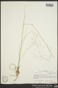 Muhlenbergia capillaris image