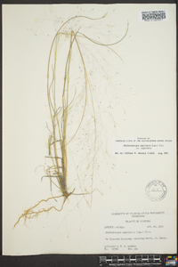 Muhlenbergia capillaris image