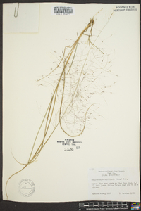 Muhlenbergia capillaris image