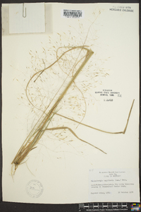 Muhlenbergia capillaris image