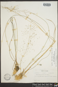 Muhlenbergia capillaris image