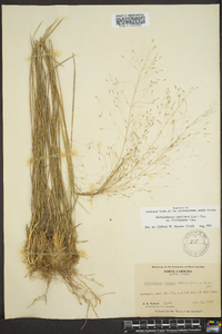 Muhlenbergia capillaris image