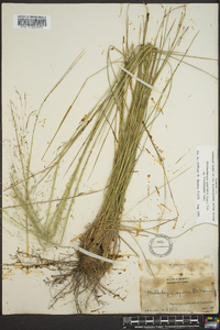 Muhlenbergia capillaris image