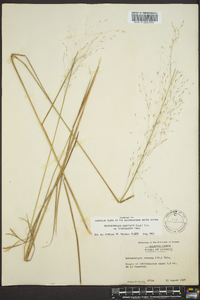 Muhlenbergia capillaris image