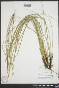 Muhlenbergia expansa image