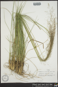 Muhlenbergia expansa image