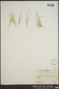 Muhlenbergia filiformis image